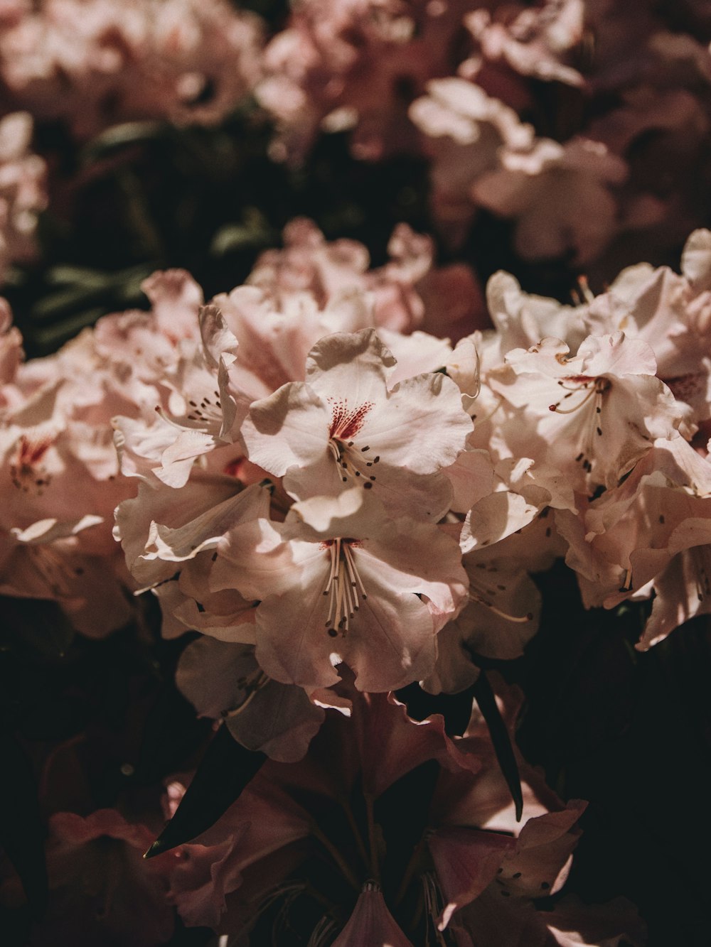 white flowers in tilt shift lens