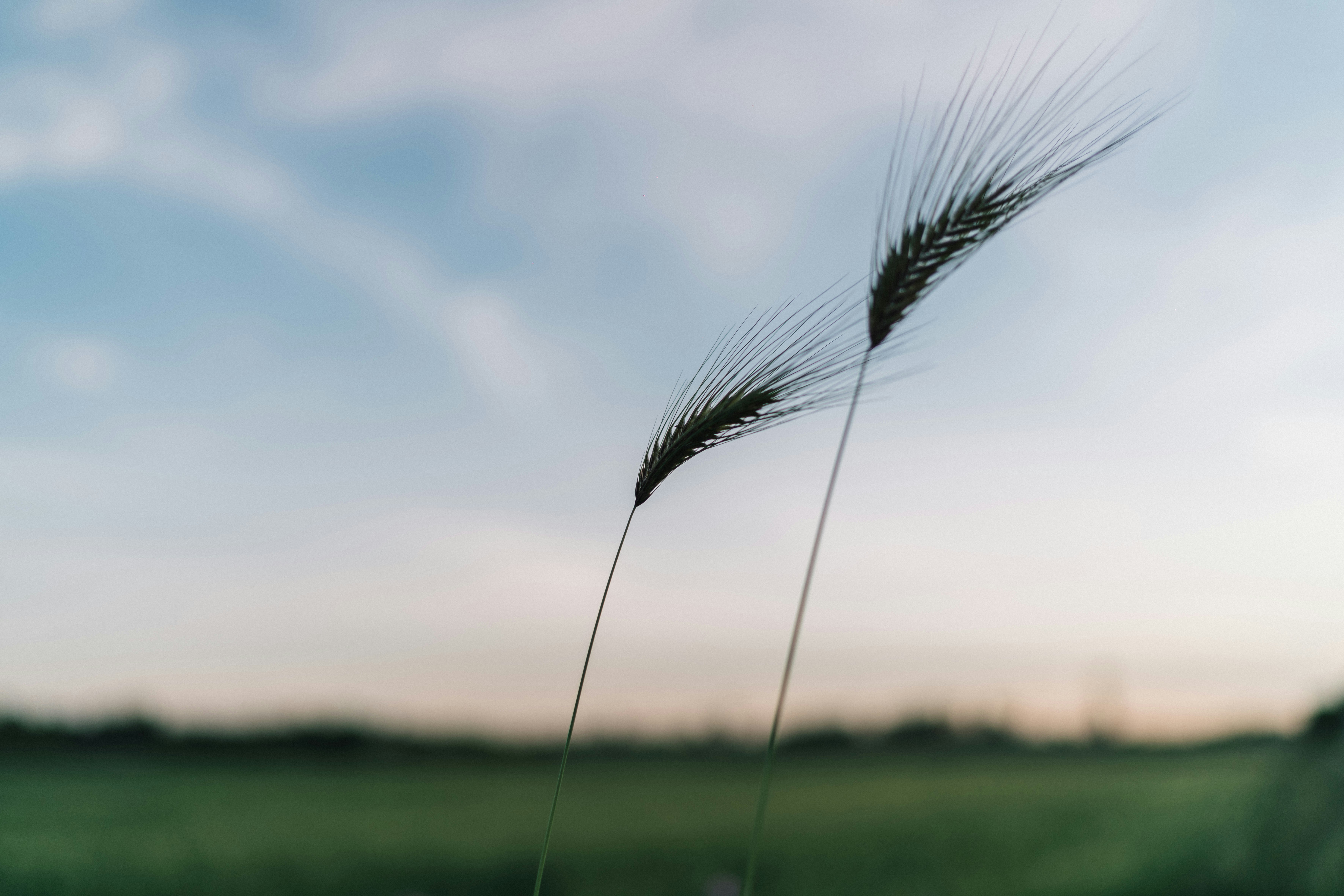 brown wheat under blue sky during daytime