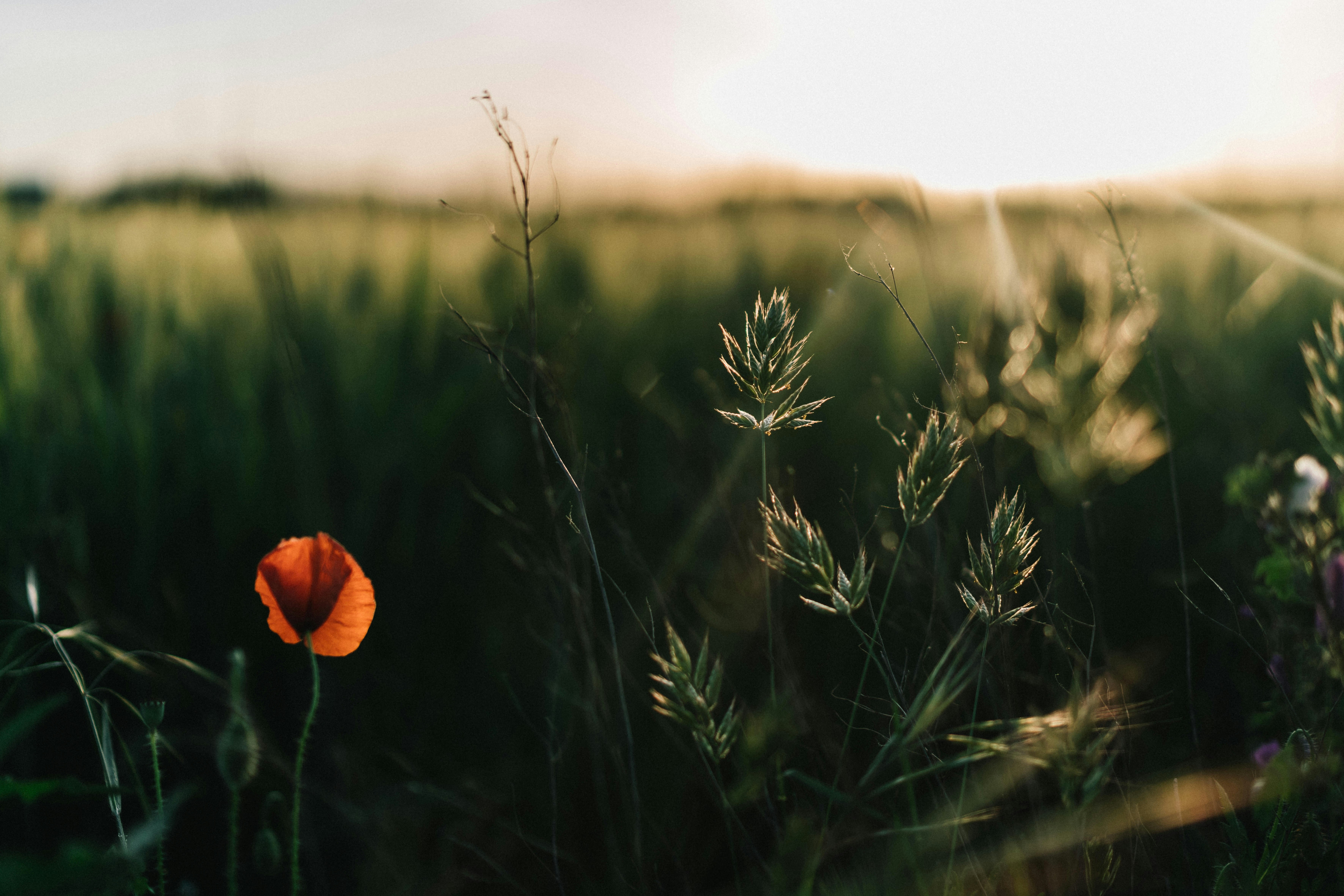 Photo by federicaariemma