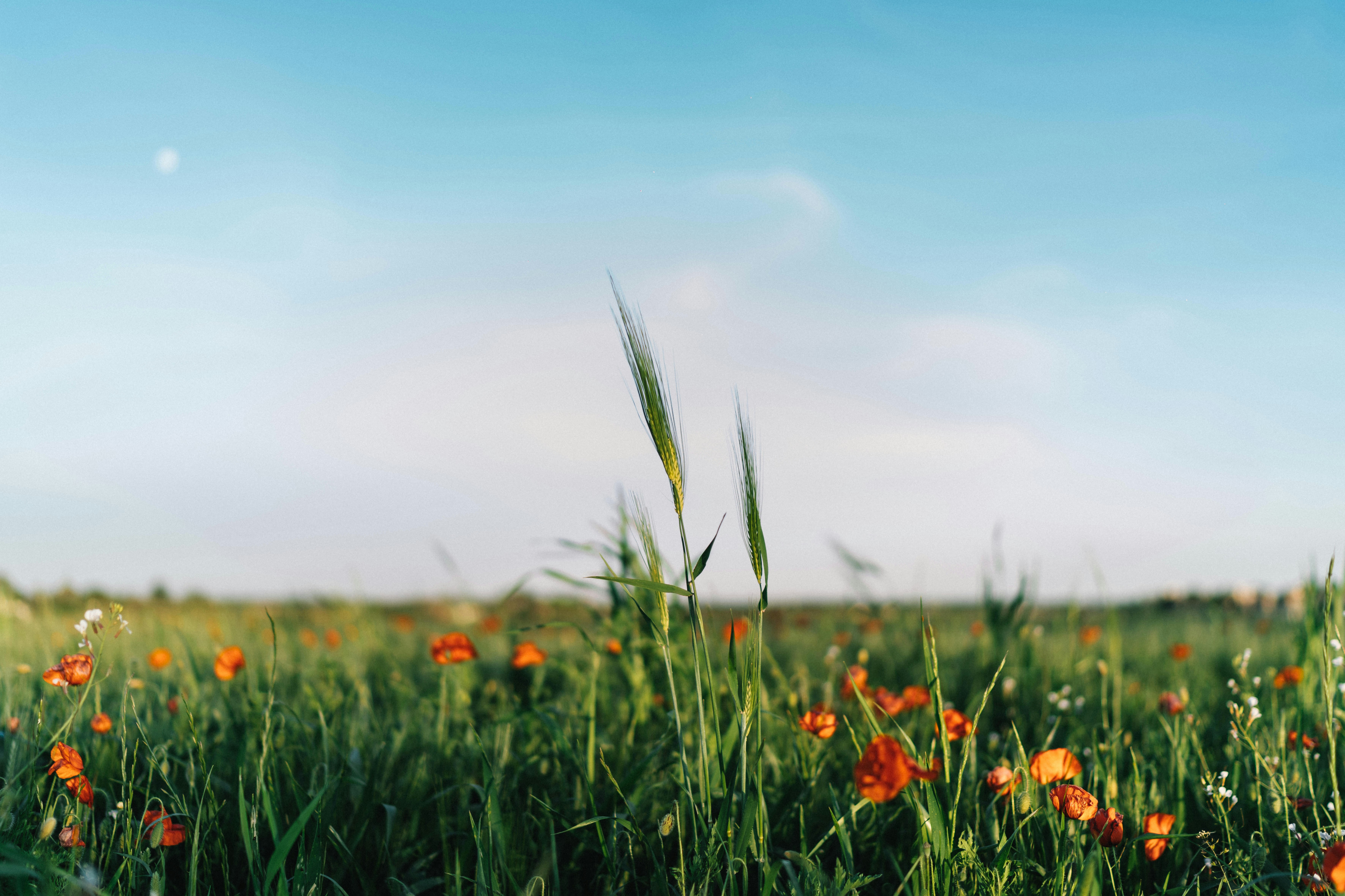 Photo by federicaariemma