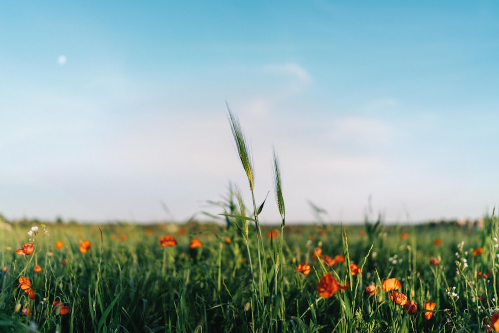 red flowers on green grass field during daytime