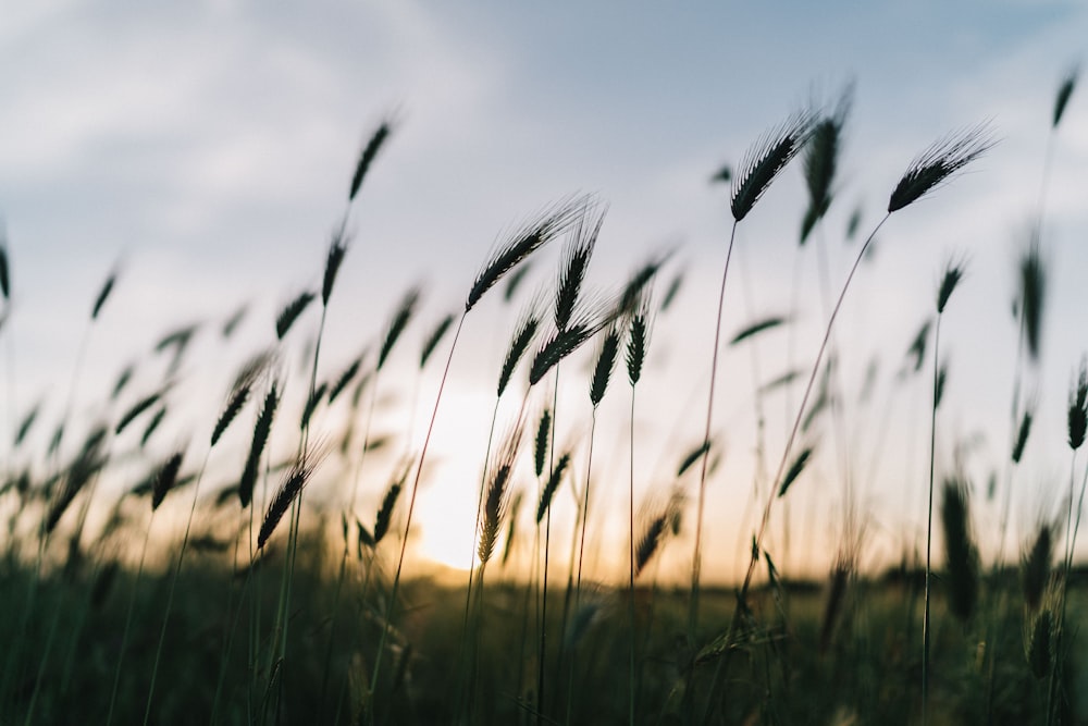 green grass field during sunset