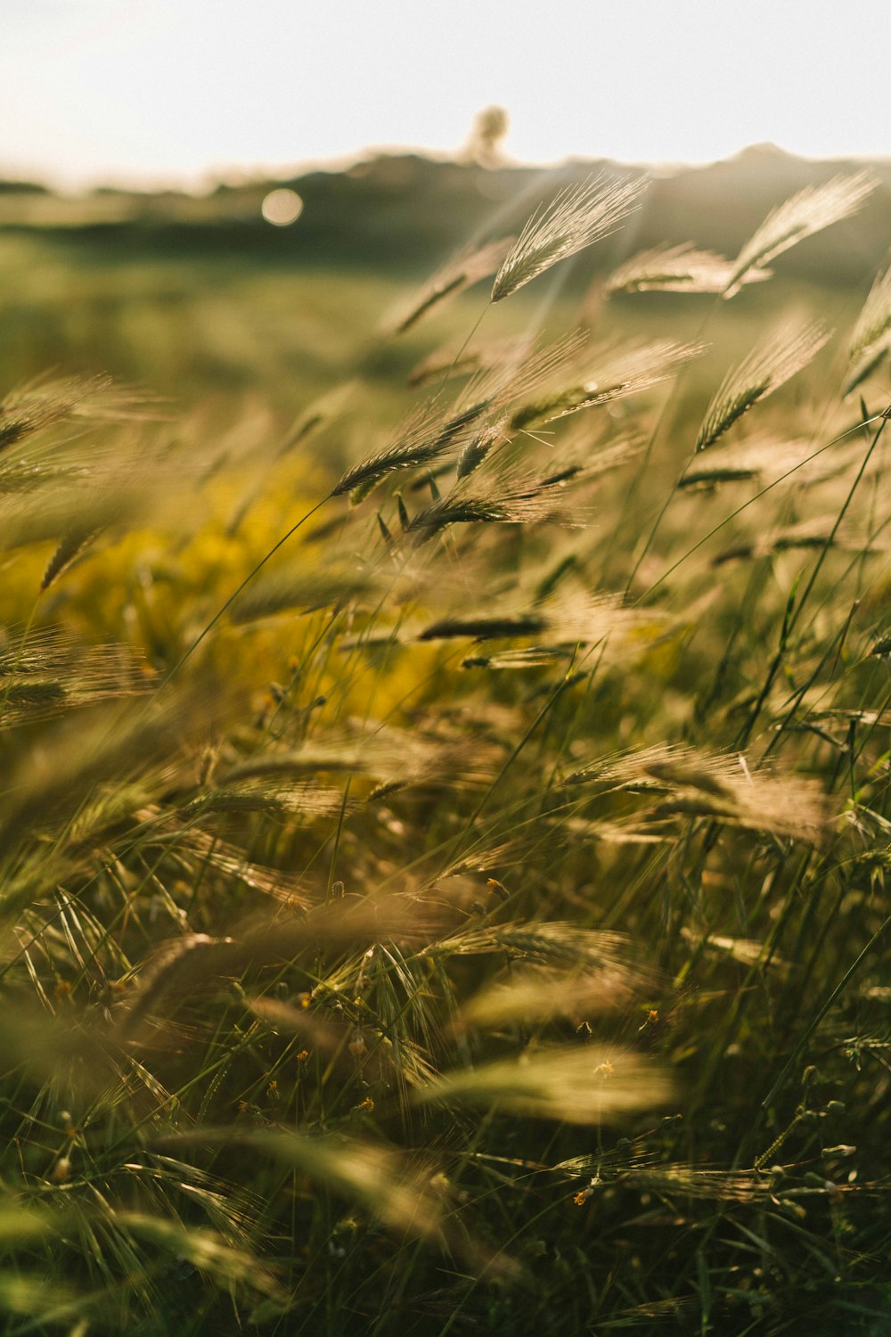 green grass field during daytime