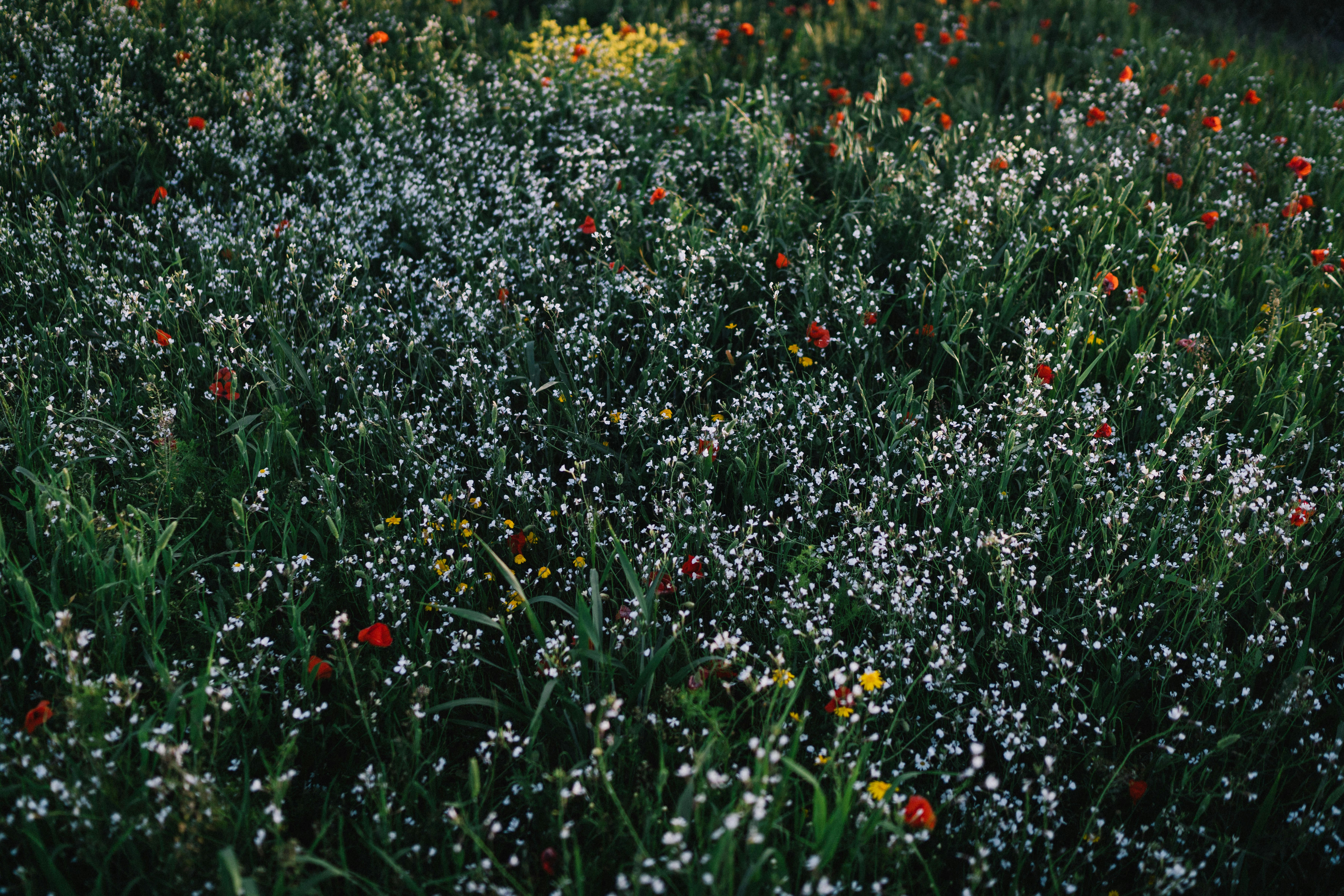 yellow and red flower field during daytime