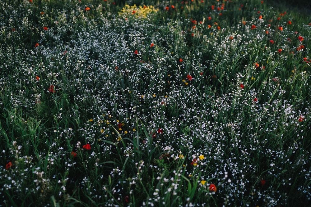 yellow and red flower field during daytime