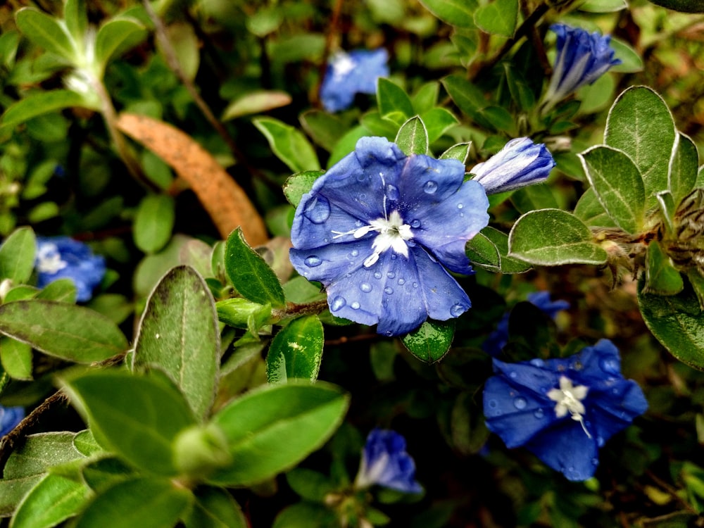 blue flower in tilt shift lens