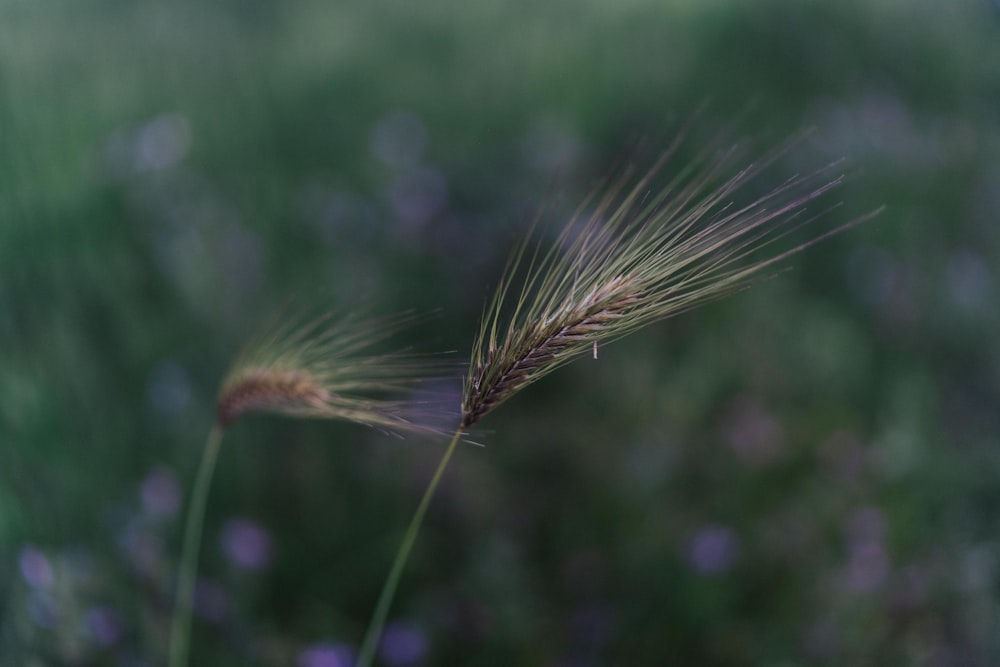 green wheat in close up photography