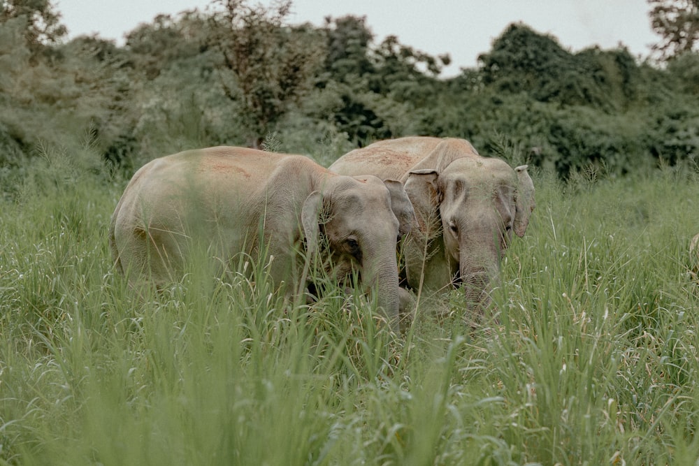 éléphant gris sur le champ d’herbe verte pendant la journée