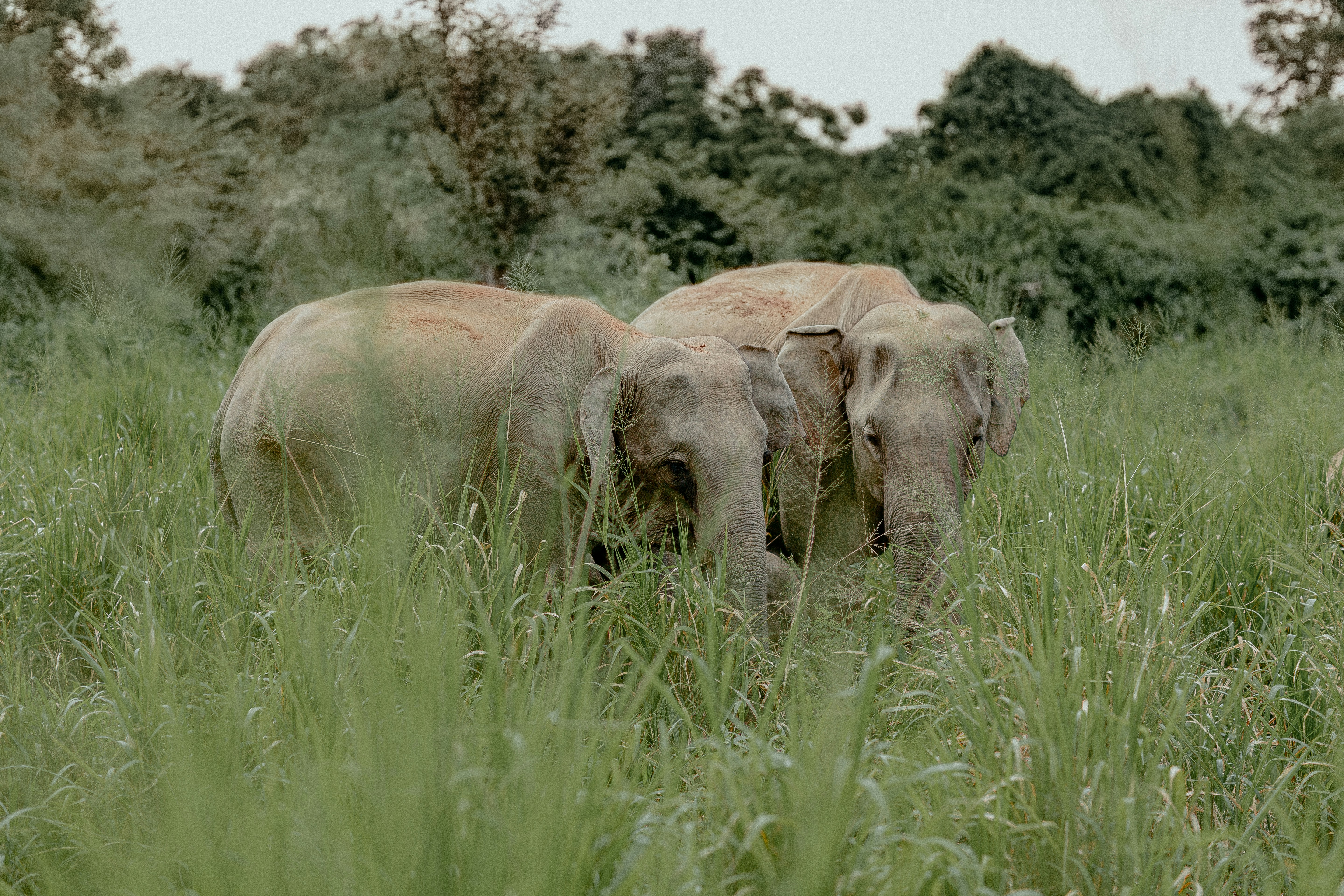two elephants