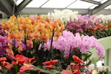 Visitors admiring exquisite orchids at a California orchid show