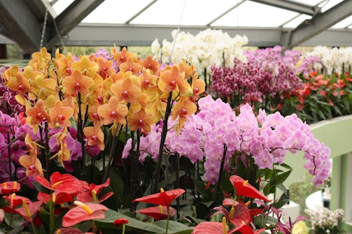 A vibrant display of various orchids arranged in clusters under a greenhouse setting. The orchids feature a range of colors, including orange, pink, purple, red, and white. The flowers are lush and healthy, surrounded by green leaves, under a roof made of glass panels.
