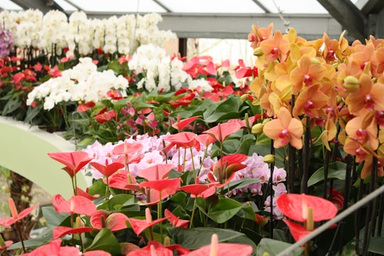 A vibrant greenhouse display featuring a variety of colorful flowers, including clusters of white orchids, pink and red anthuriums, and striking orange orchids. The flowers are arranged in dense rows, with rich green leaves providing a lush backdrop. Natural light streams through the greenhouse windows, illuminating the vivid hues of the petals.