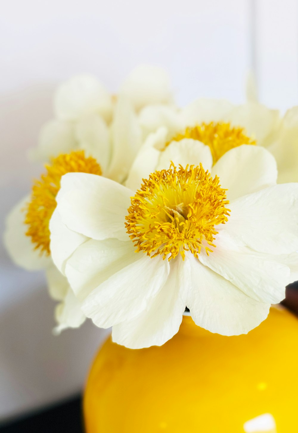 white flower in macro lens