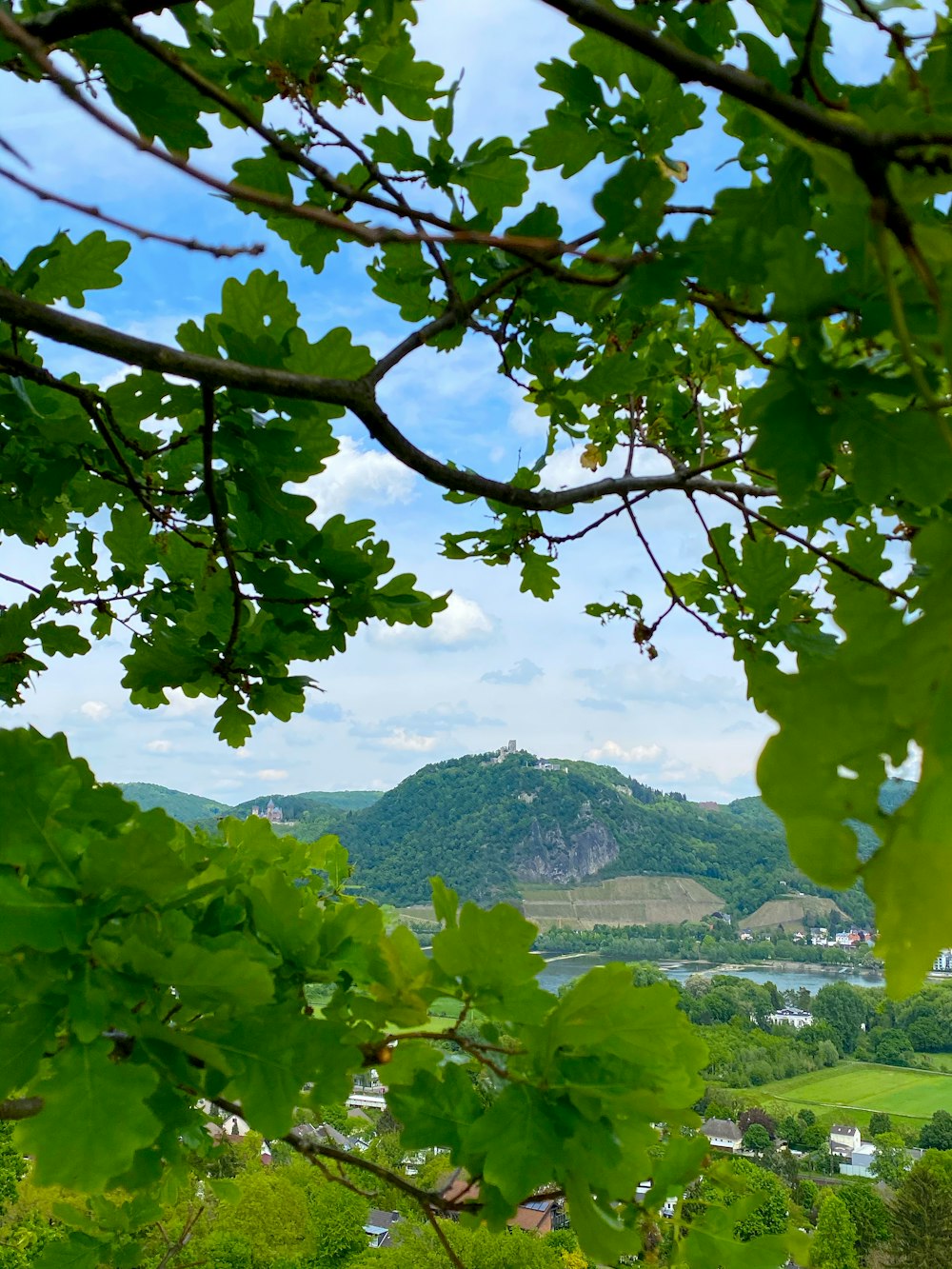 green tree on green grass field during daytime