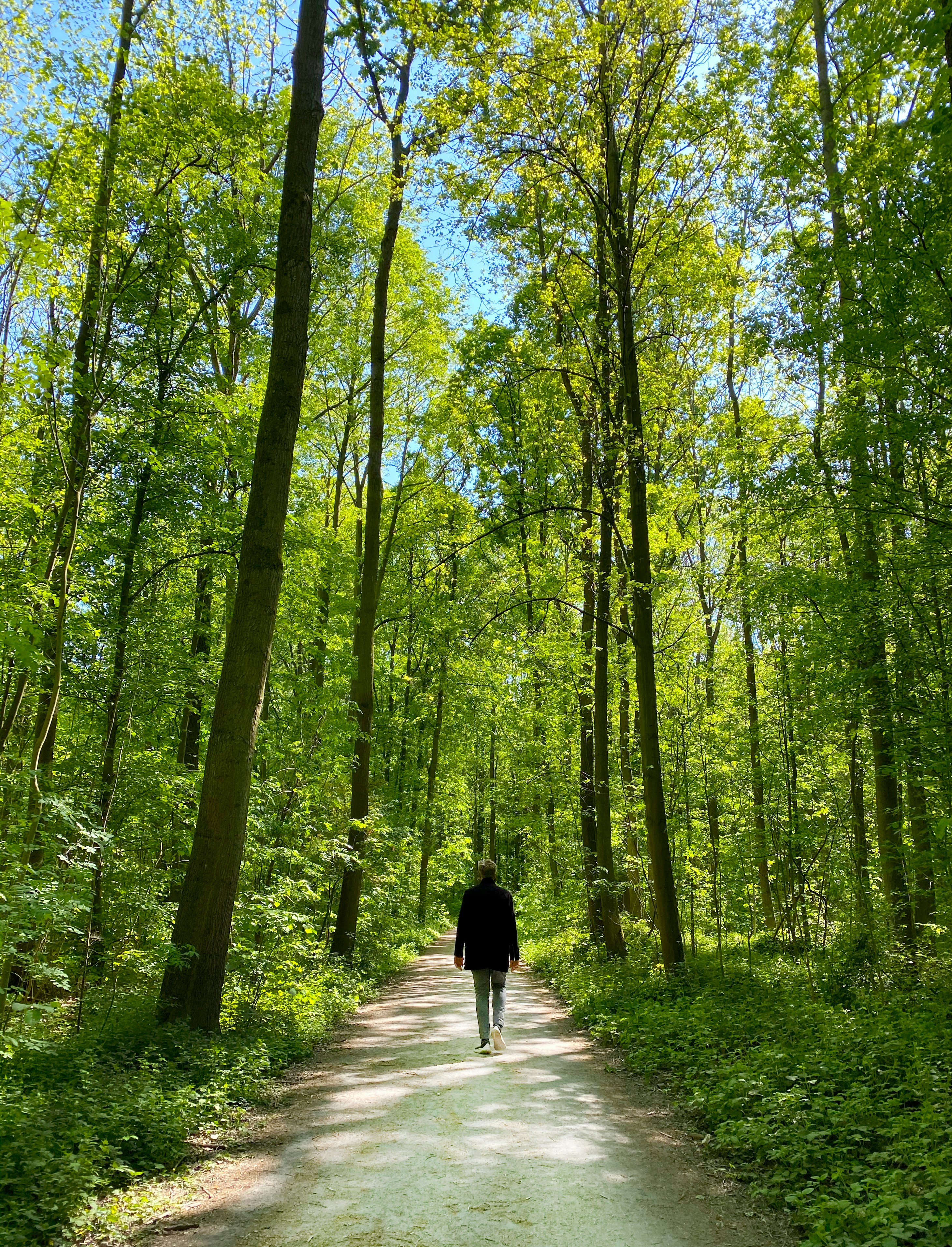 Person walking on pathway in the middle of forest during daytime