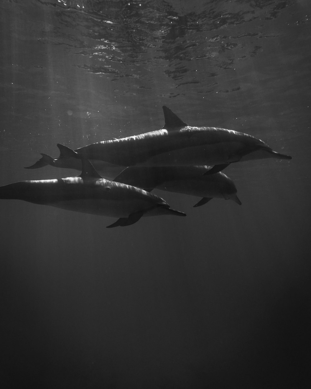 grayscale photo of 2 dolphins