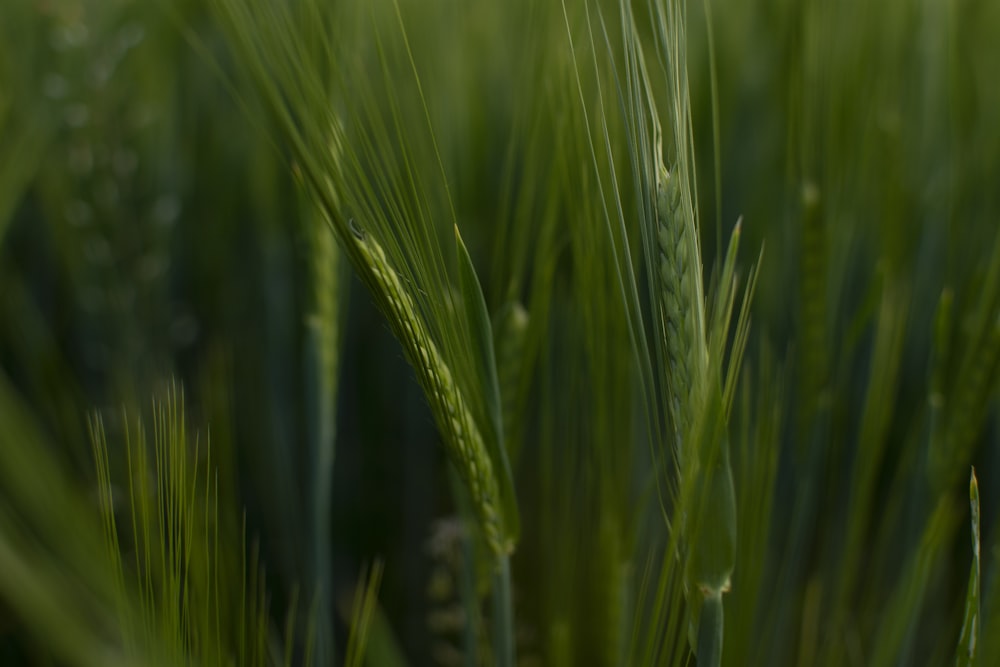 green wheat plant during daytime