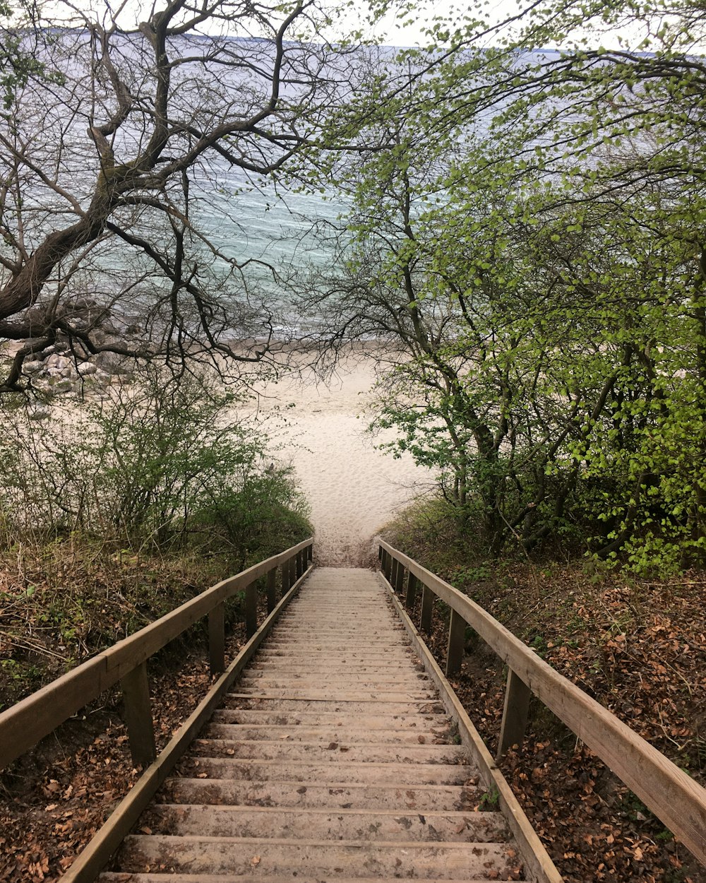 brown wooden bridge between trees during daytime