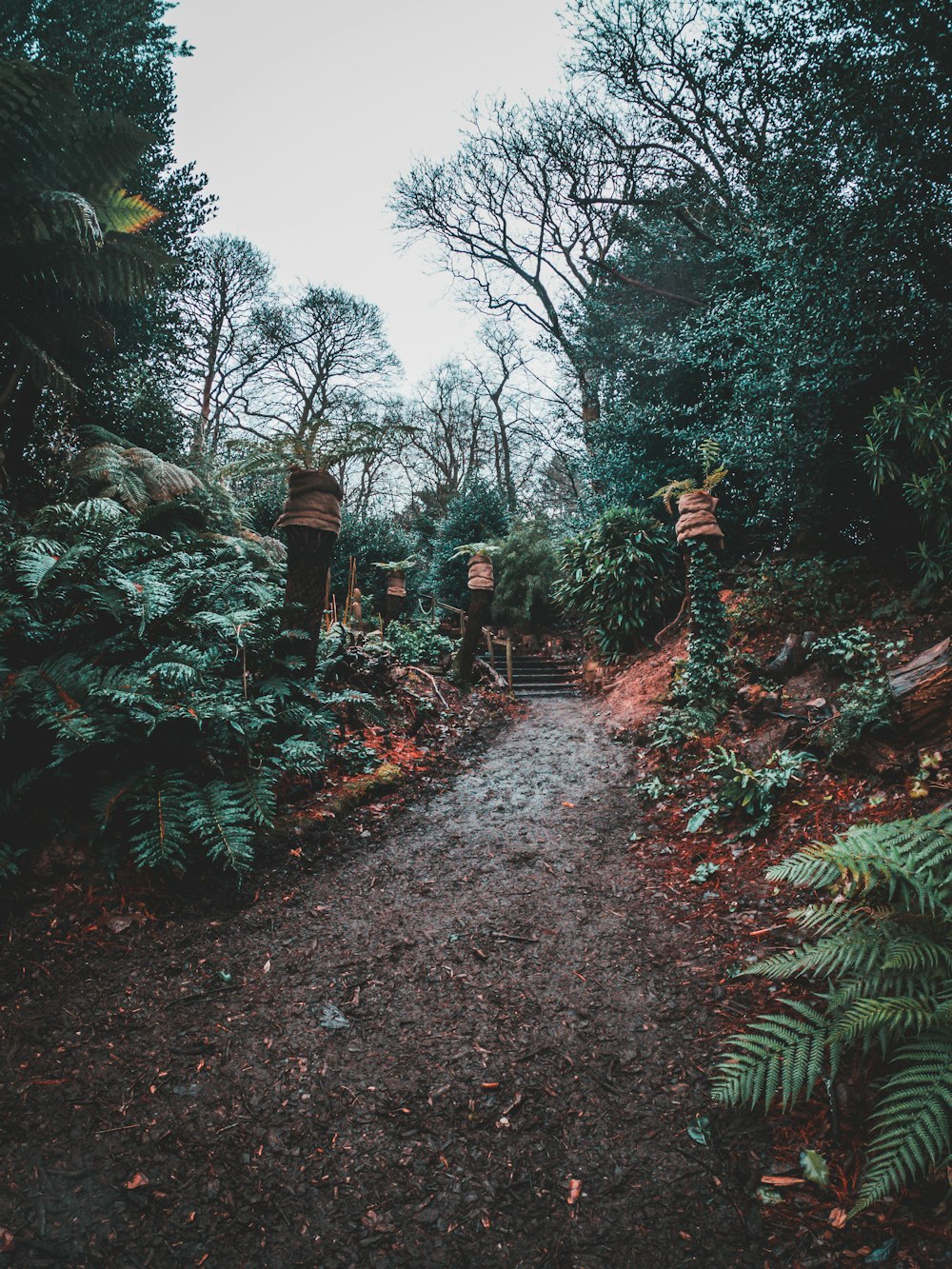 personas que caminan por el sendero entre los árboles durante el día