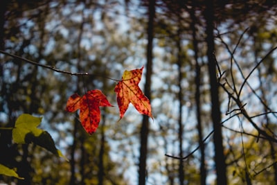 brown maple leaf on brown tree branch during daytime