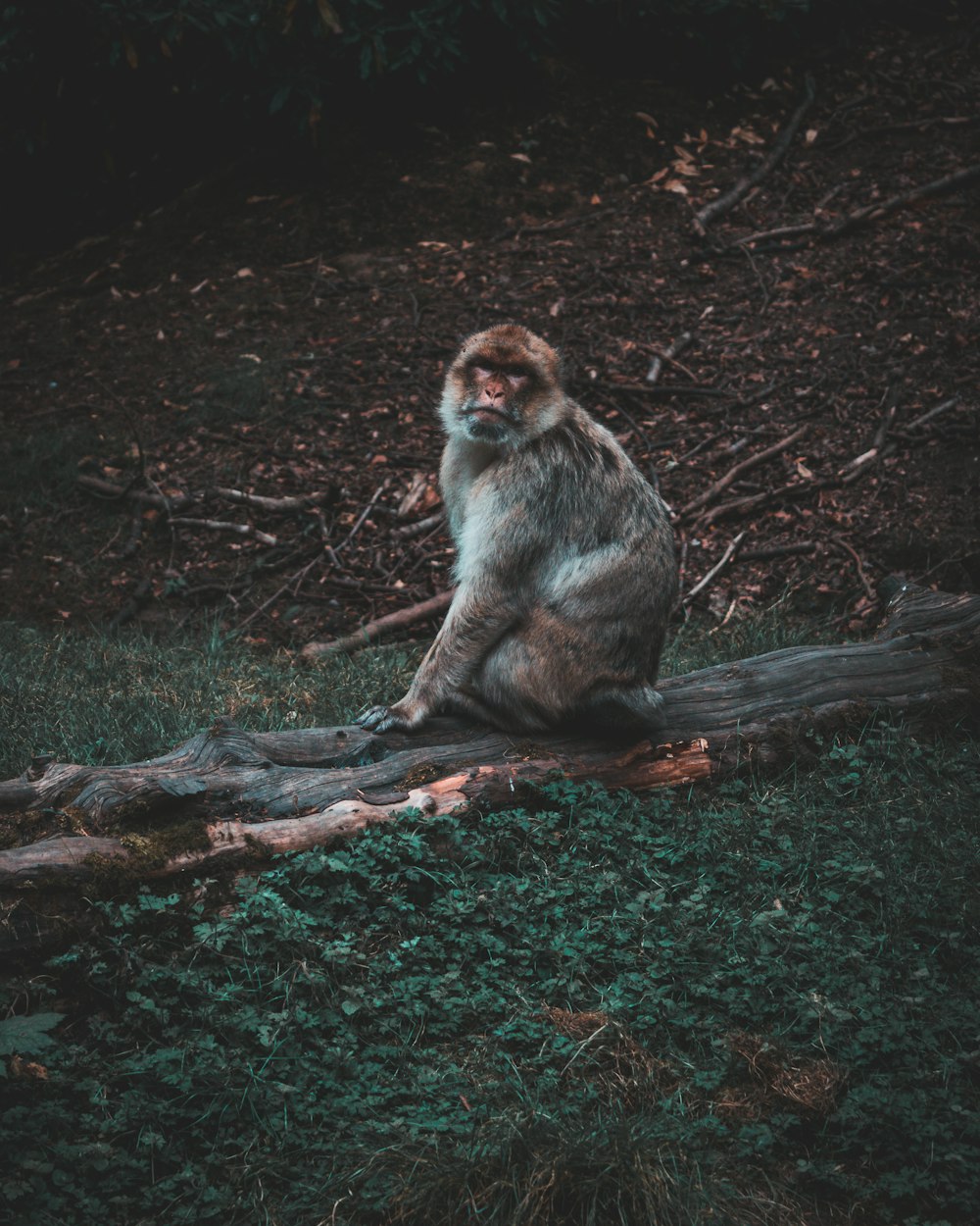 brown and white monkey sitting on brown tree branch during daytime