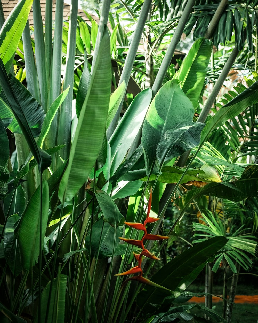 green banana tree during daytime