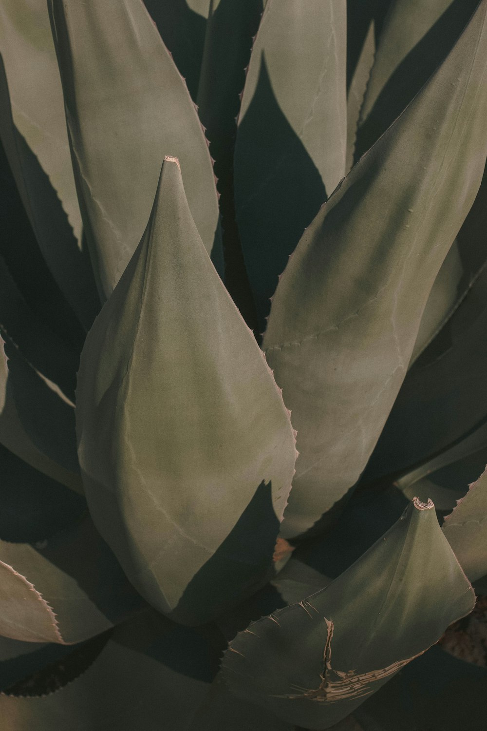 green and brown plant leaves