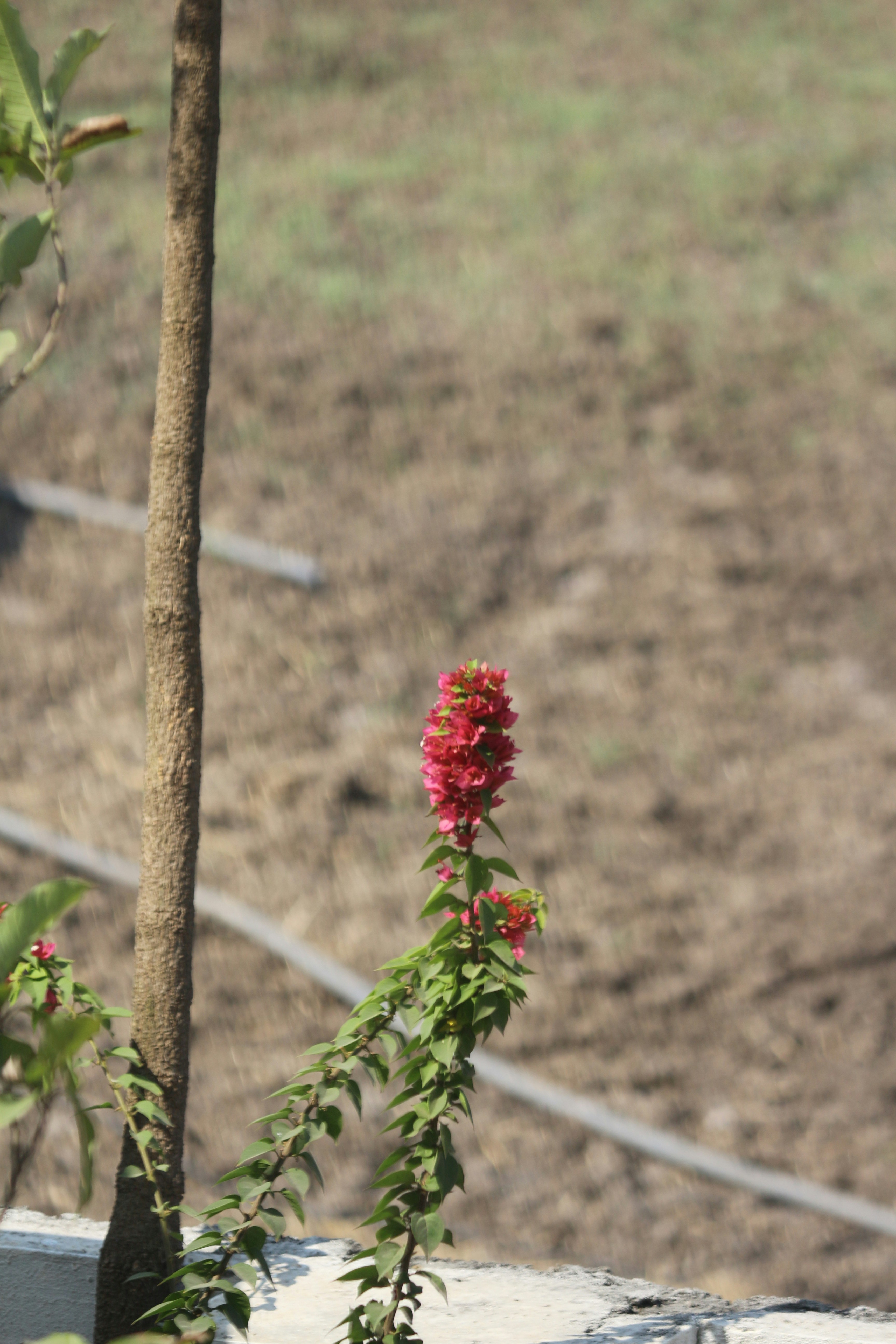 茶色の木の枝に赤い花の写真 Unsplashで見つける茶色の無料写真