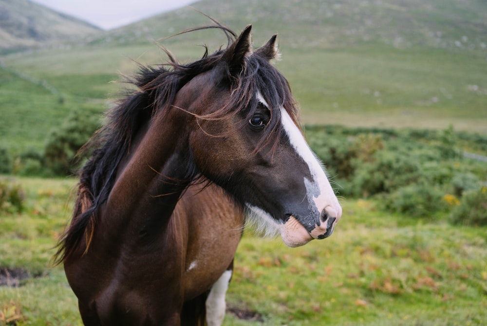 brown and white horse on green grass field during daytime