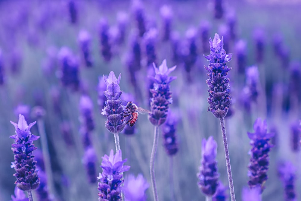 purple flower in tilt shift lens