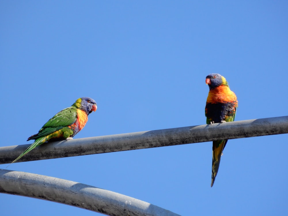 green yellow and red bird on gray wire