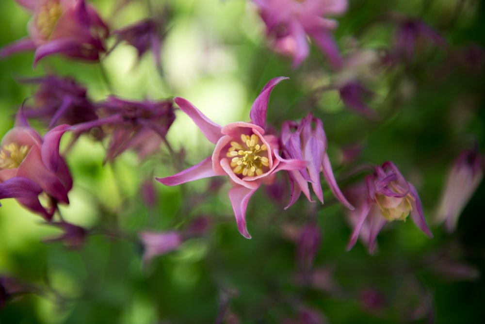 pink and yellow flower in tilt shift lens