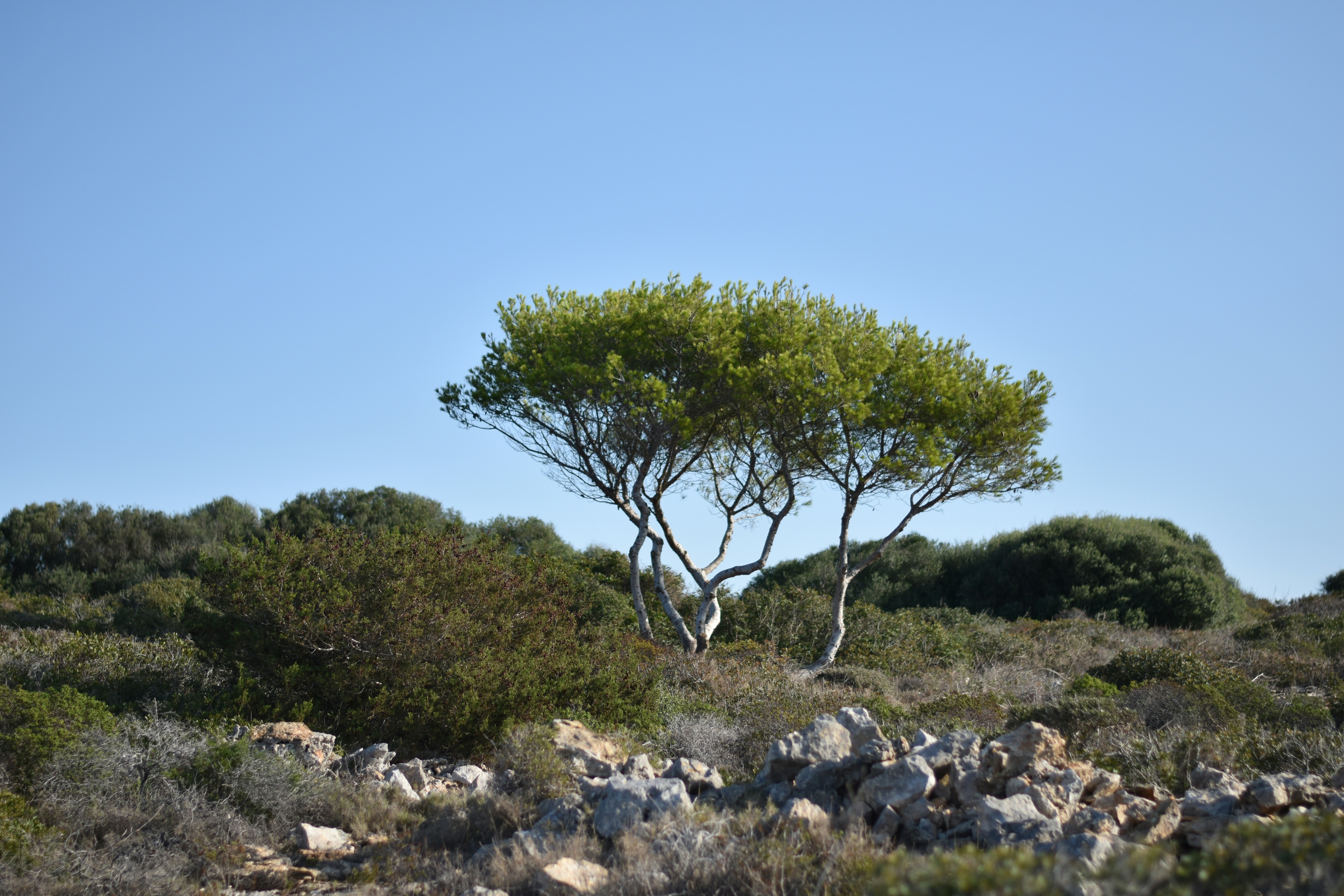 Photo by niklasgatsby