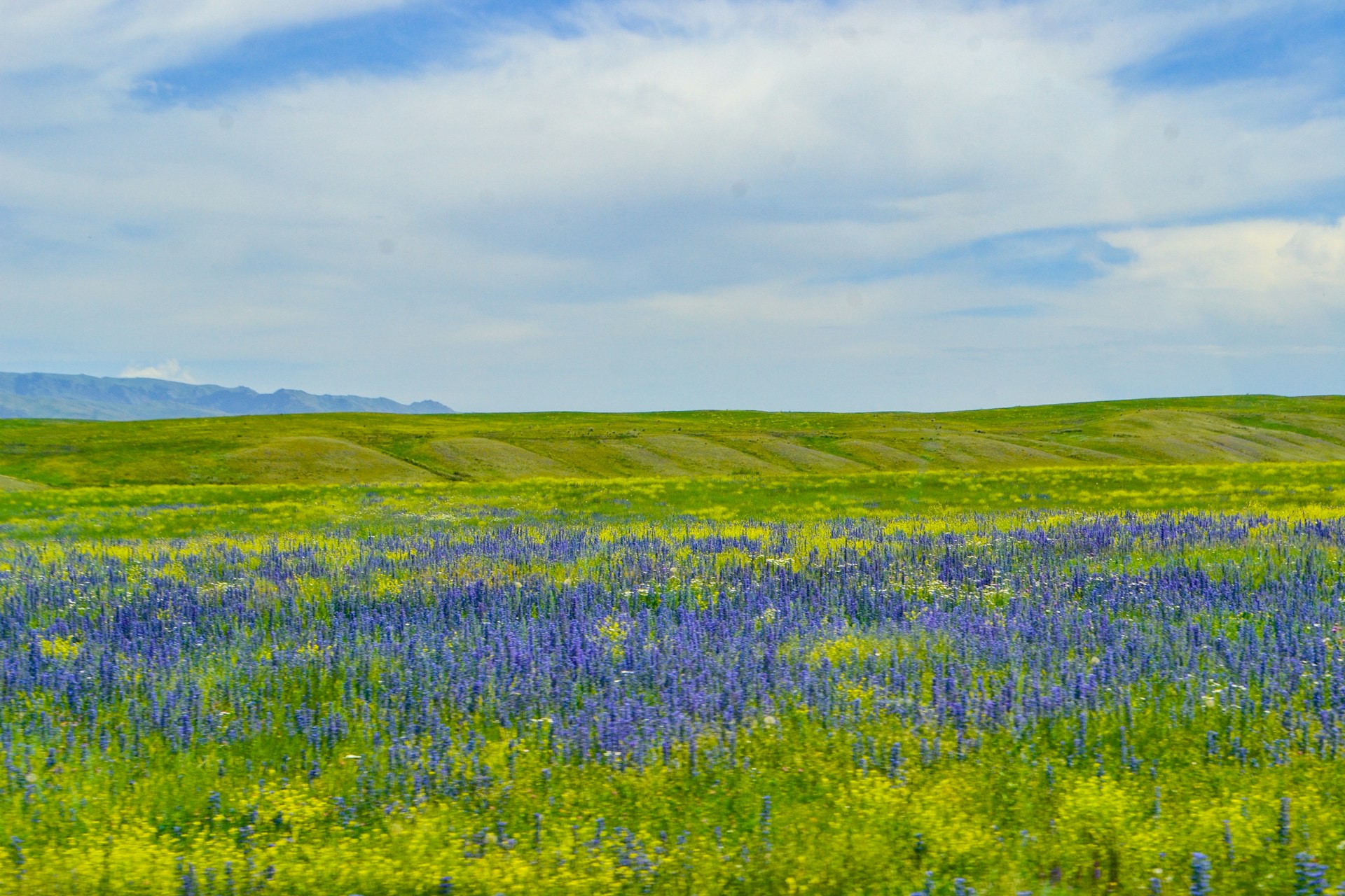 An expansive view from above of rolling hills dotted with colorful wildflowers under a clear blue sky.