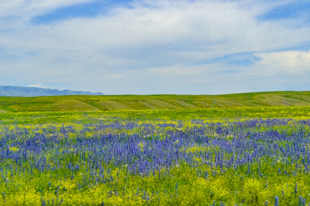 purple flower field under cloudy sky during daytime