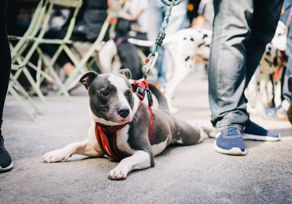 Kırmızı göğüs kayışlı, kalabalık bir kamusal alanda uzanan gri-beyaz Pitbull