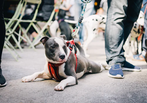 Kırmızı göğüs kayışlı, kalabalık bir kamusal alanda uzanan gri-beyaz Pitbull