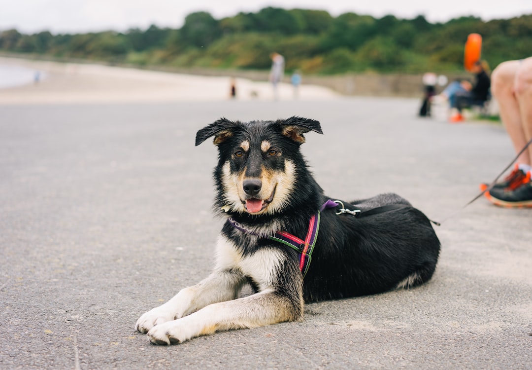 black and white short coated dog lying on white sand during daytime