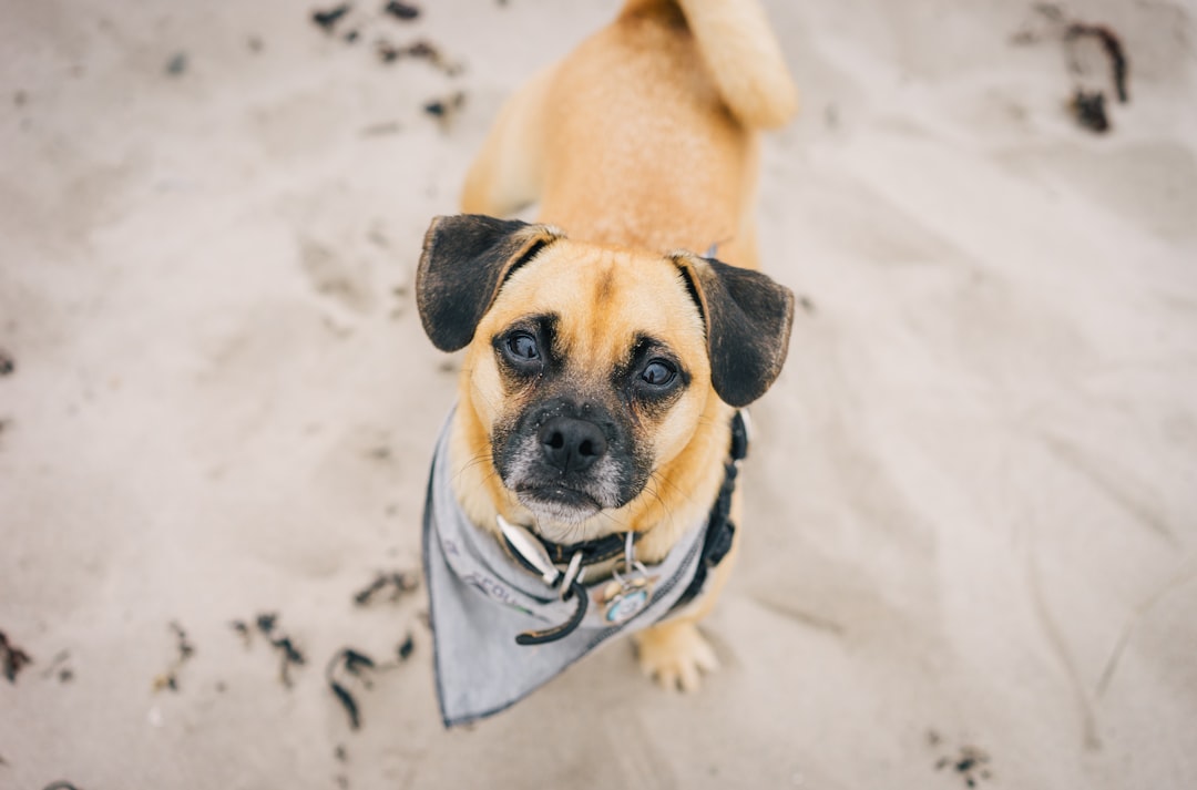 brown short coated dog wearing white and black shirt