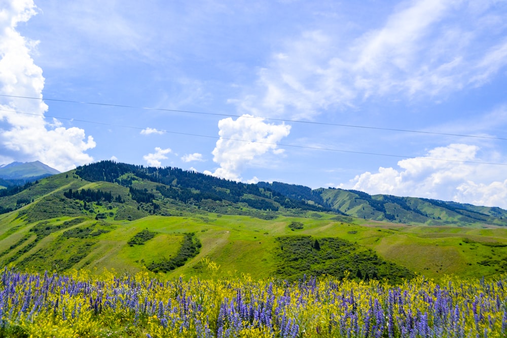 green grass field under blue sky during daytime