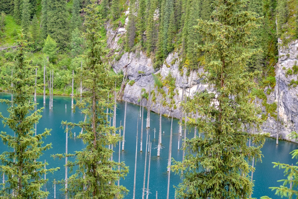 green trees near body of water during daytime