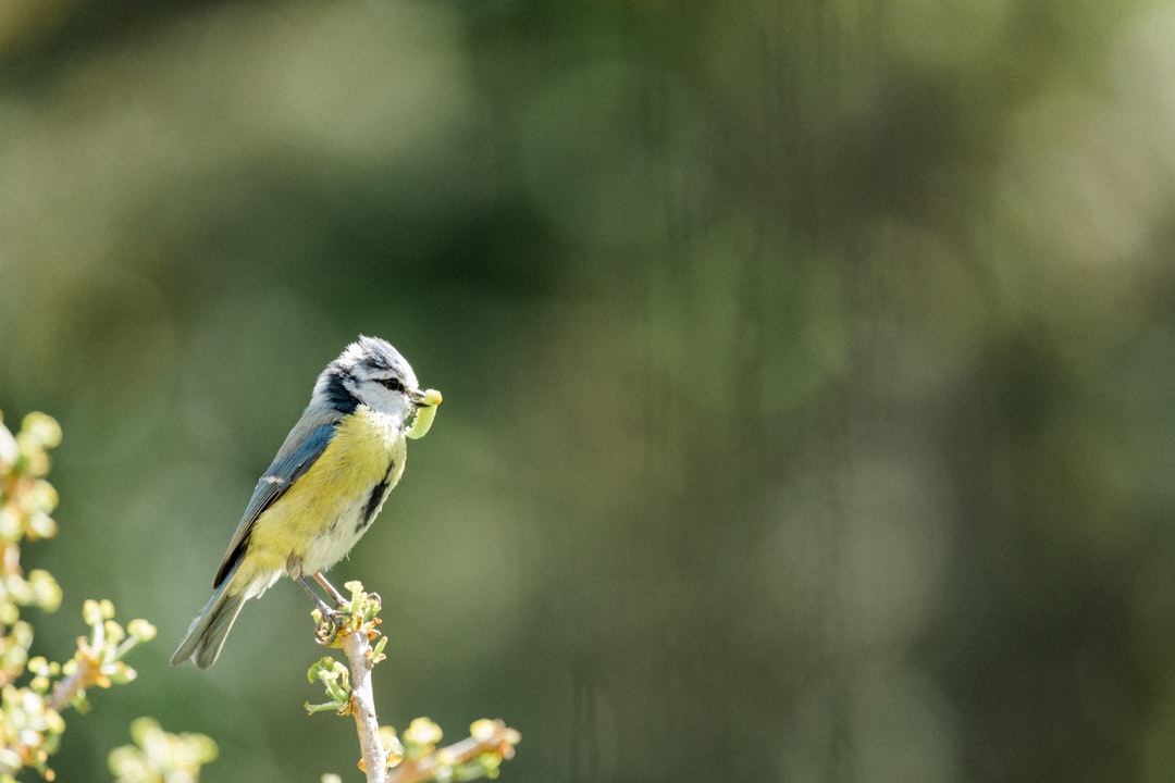 blue and yellow bird on brown tree branch