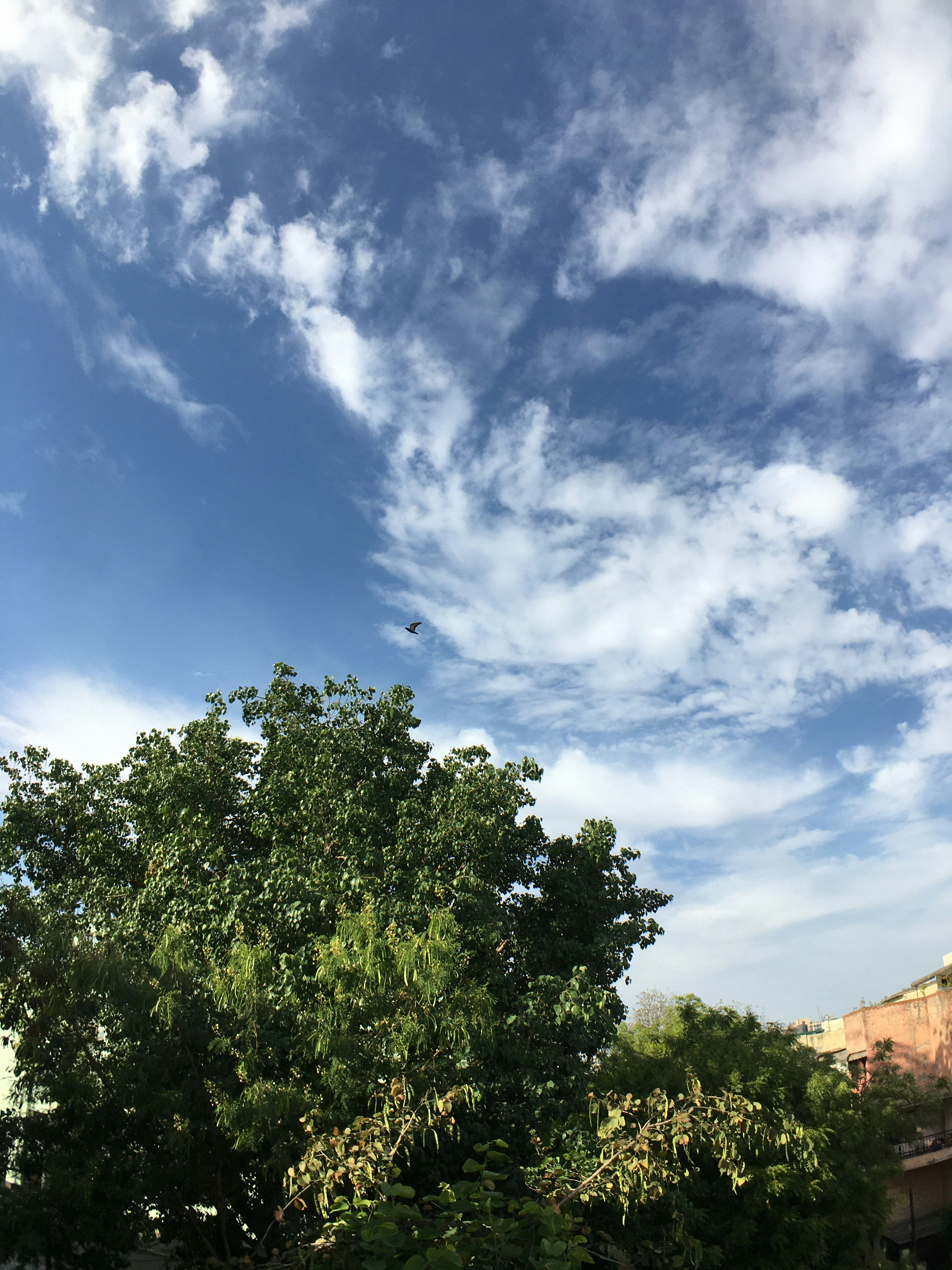 Photo by jaisondhi