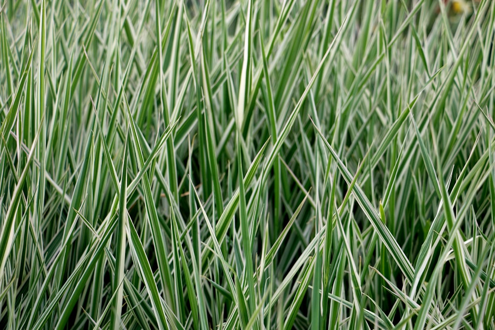 green grass in close up photography