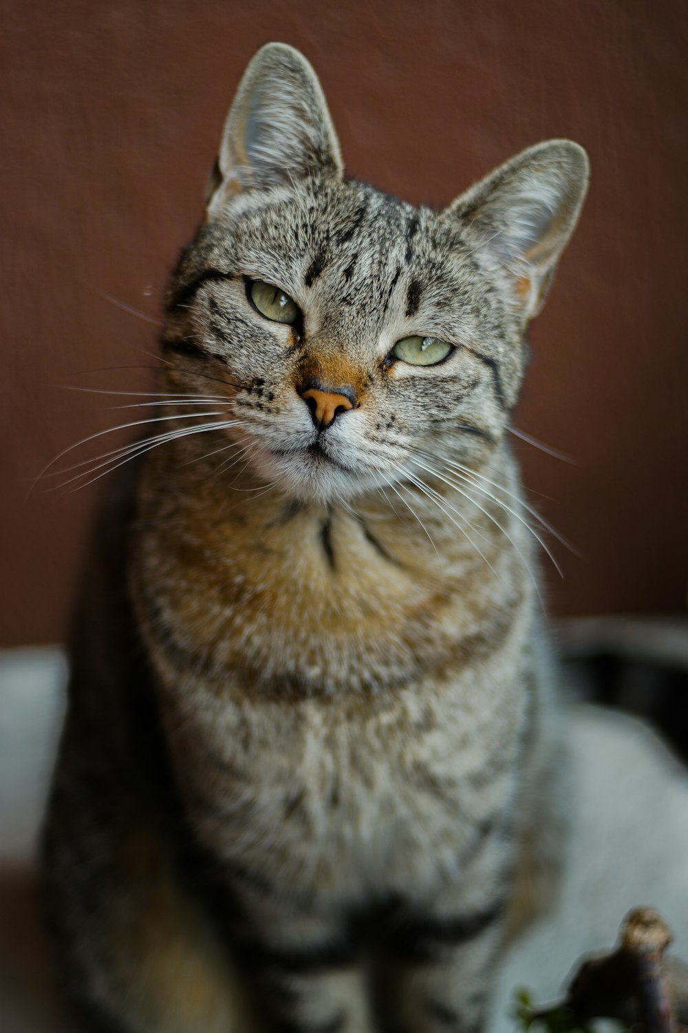 um gato sentado em cima de uma mesa ao lado de uma planta