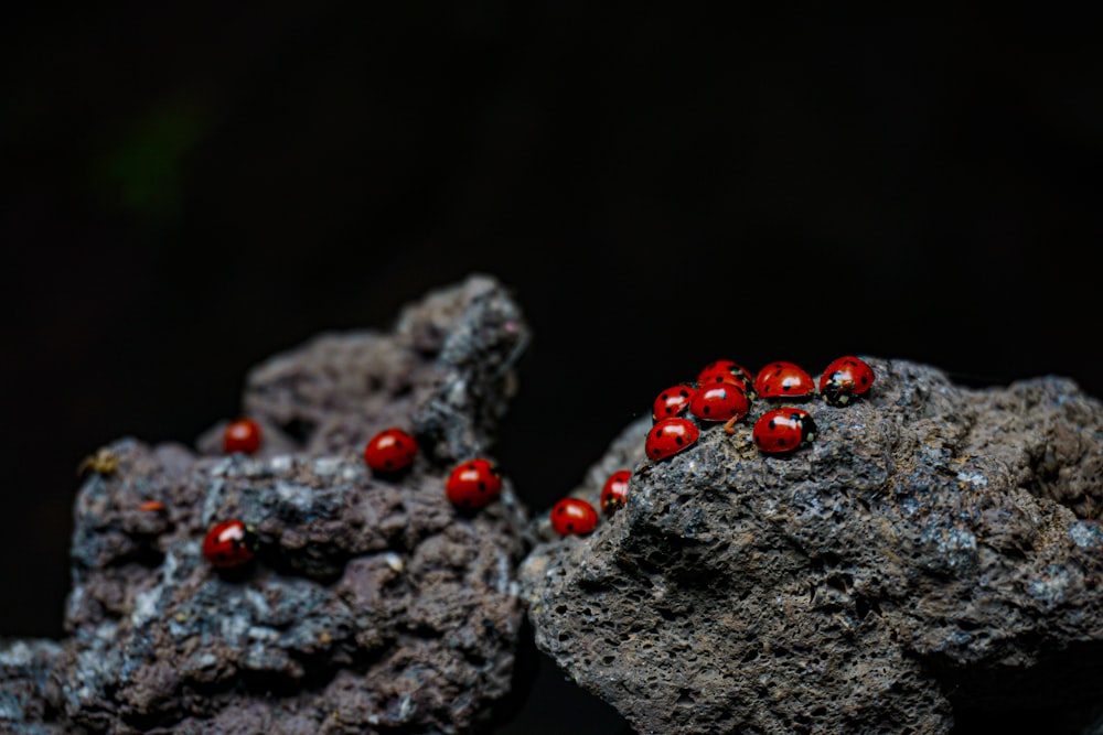 rote und schwarze Beeren auf braunem Fels