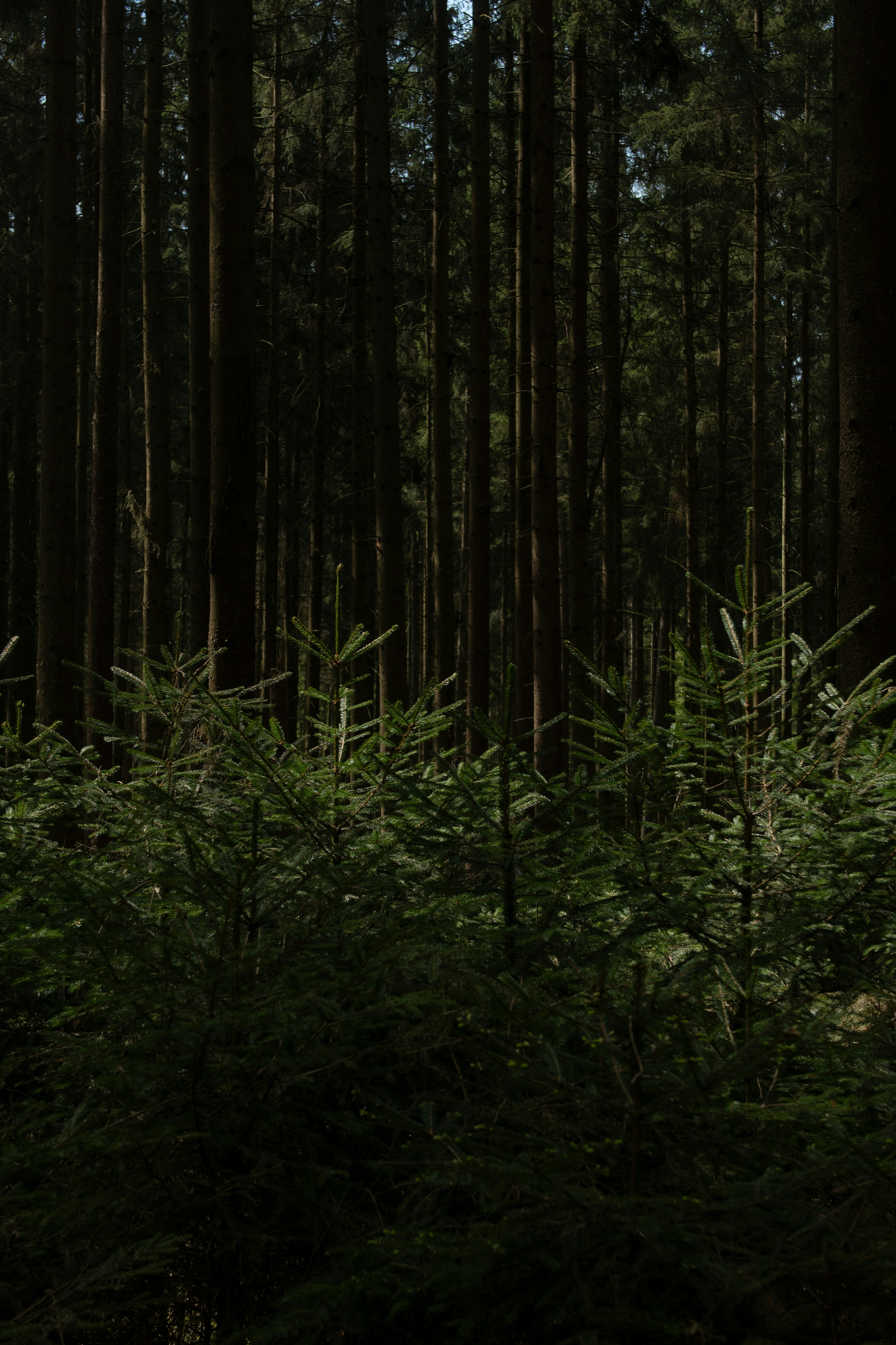 Why Symbolic–Approximate Hybrids Matter in 2026: Bridging Formal Proof and Neural Approximators