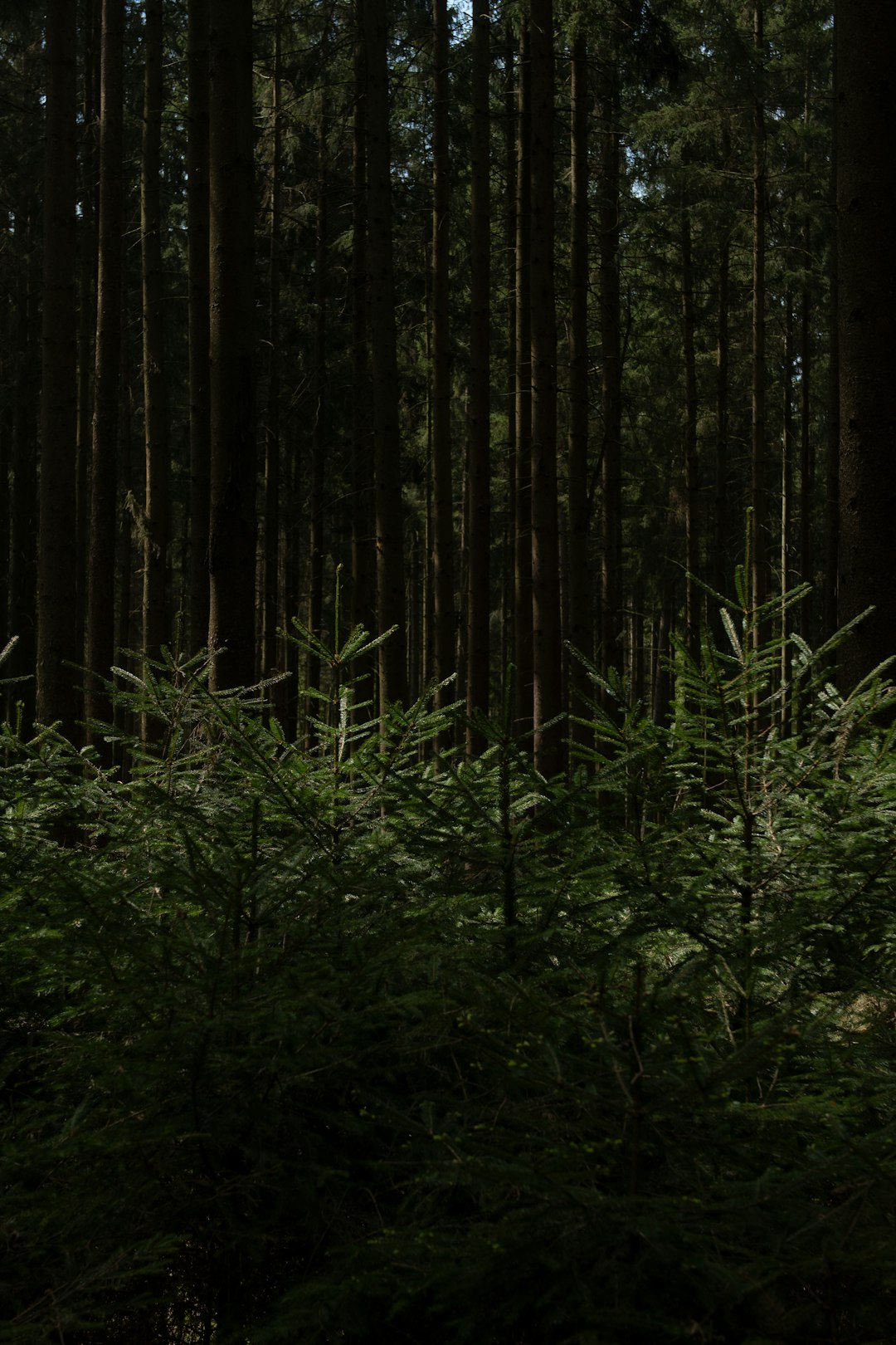 green plants and trees during daytime