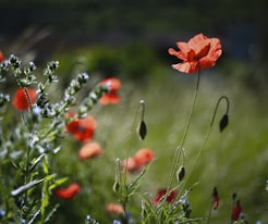 red flower in tilt shift lens