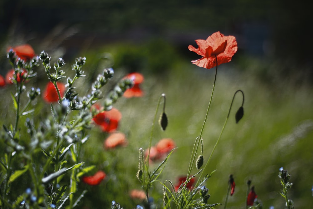 red flower in tilt shift lens